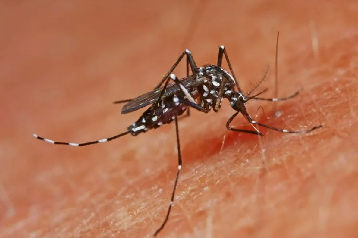 Комары рода Culex названы основными переносчиками лихорадки Западного Нила